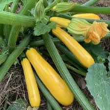 Graine de courgette jaune Goldrush