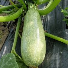 Graine de courgette grise d&rsquo;Alger