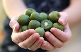 Kiwaï- Kiwi de Siberie