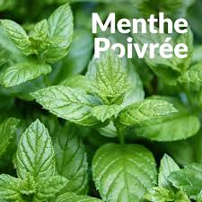 Menthe poivrée