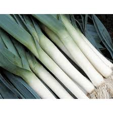 Graine de poireau Atlanta