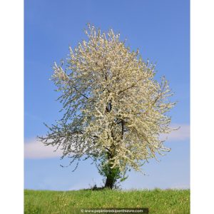 Cerisier sauvage