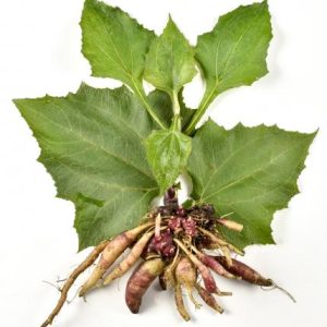 Poire de terre ,Yakon